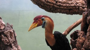 red-knobbed hornbill