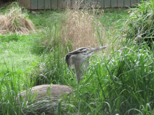 kori bustard