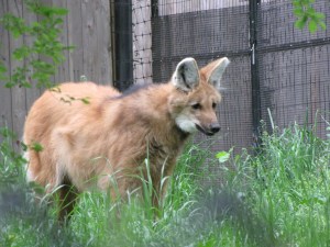 maned wolf