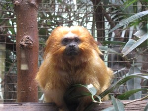 golden-lion tamarin