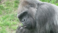 gorilla