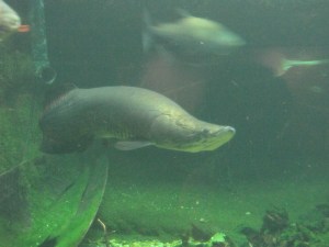 arapaima