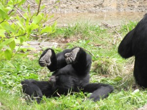 siamang