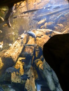 Georiga Aquarium's River Scout exhibit