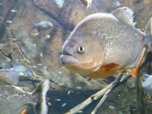 piranha