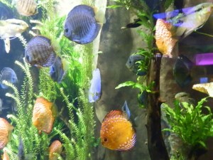 georgia aquarium discus