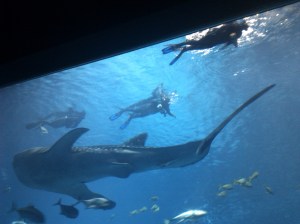 swim with whale sharks swim with whale sharks