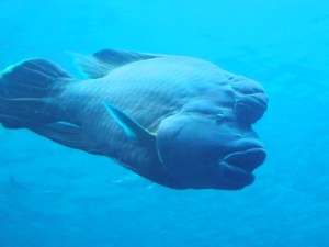 humphead wrasse