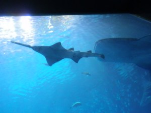 sawfish and whale shark sawfish and whale shark