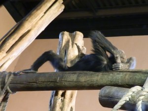 chimpanzee chimpanzee