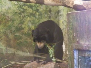 sun bear