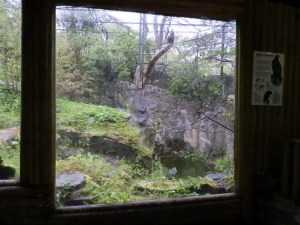 Steller's sea eagle enclosure