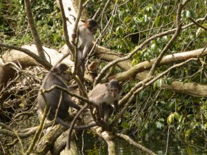 white-crowned mangabey
