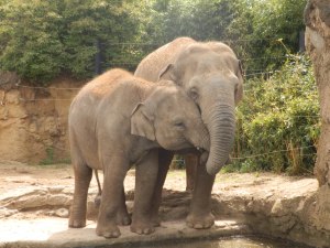 Asian elephants