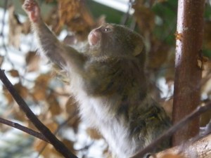 pygmy marmoset