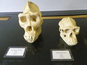 gorilla and chimp skulls
