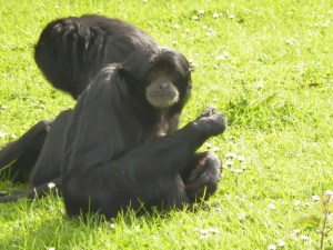 siamang gibbon