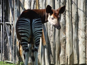 okapi