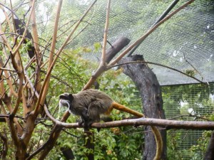 emperor tamarin