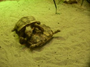 pancake tortoise pancake tortoise