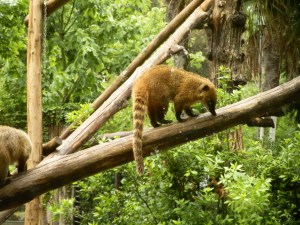 coatimundi coatimundi