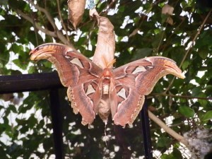atlas moth