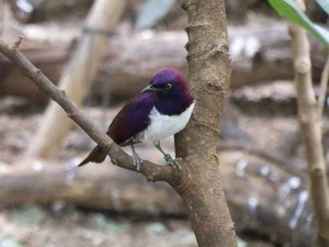 violet-backed starling