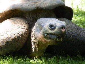 Galapagos tortoise