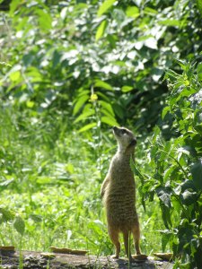 meerkat