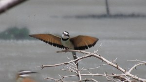 white-throated bee-eater