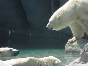 polar bears