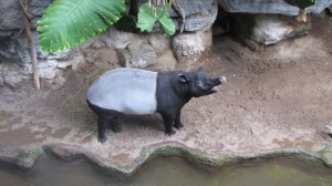 tapir