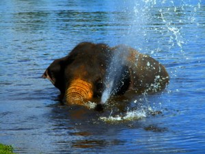 elephant swim