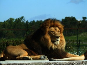 African lion