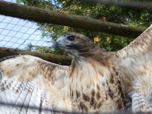 red tailed hawk