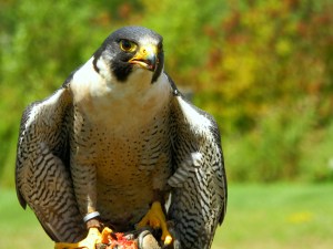 peregrin falcon