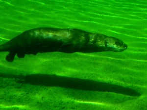 north american river otter