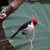 bird kingdom