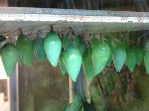 pupae