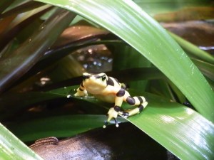 Panamanian golden frog