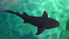nurse shark