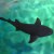 nurse shark