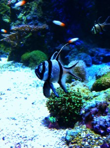 banggai cardinal fish