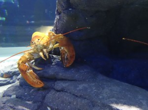 american lobster