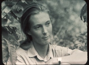 jane goodall