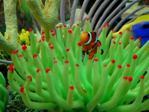 clown fish