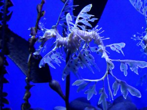 leafy seadragon