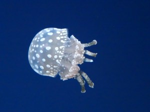 Australian spotted jellyfish