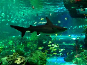 Ripley's Aquarium of Canada