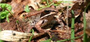 wood frog